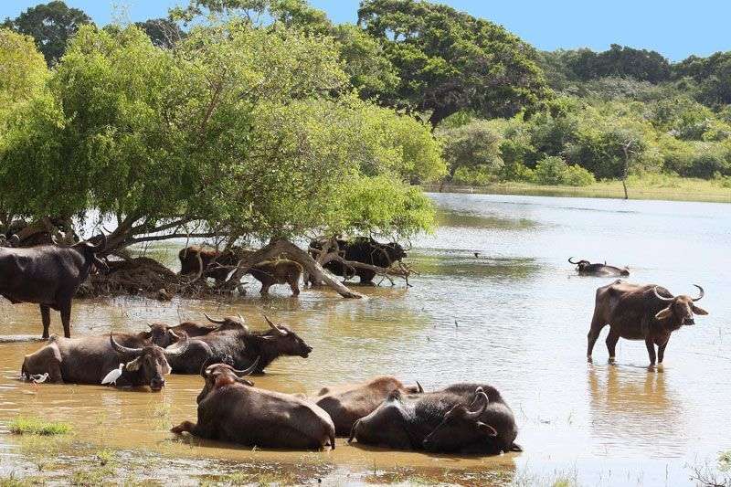 Waterbuffels in Yala national park